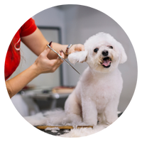 pet grooming market research